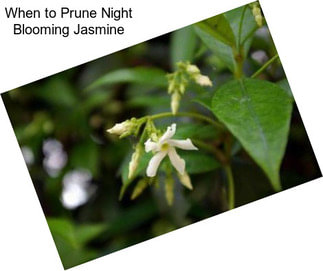 When to Prune Night Blooming Jasmine