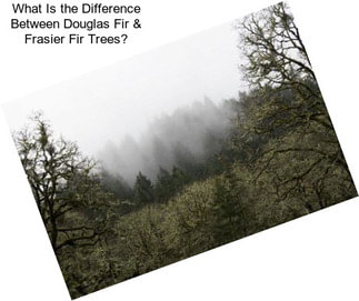 What Is the Difference Between Douglas Fir & Frasier Fir Trees?