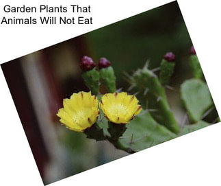 Garden Plants That Animals Will Not Eat