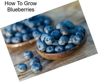 How To Grow Blueberries