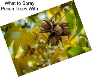 What to Spray Pecan Trees With