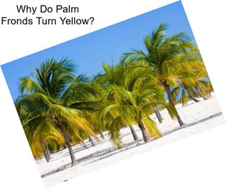 Why Do Palm Fronds Turn Yellow?
