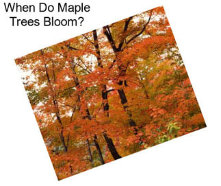 When Do Maple Trees Bloom?