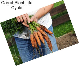 Carrot Plant Life Cycle