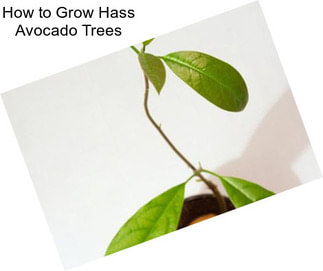 How to Grow Hass Avocado Trees