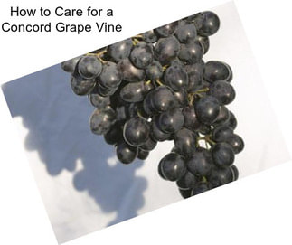 How to Care for a Concord Grape Vine