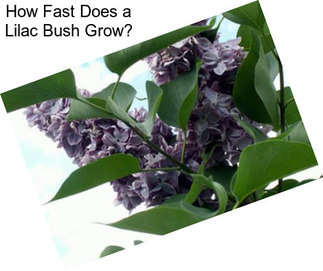 How Fast Does a Lilac Bush Grow?