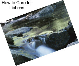 How to Care for Lichens