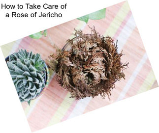 How to Take Care of a Rose of Jericho