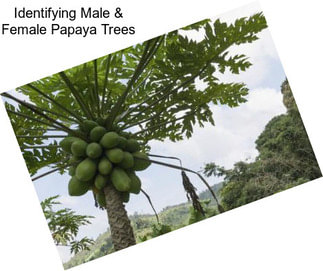 Identifying Male & Female Papaya Trees