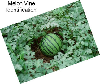 Melon Vine Identification