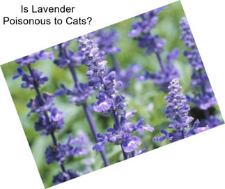 Is Lavender Poisonous to Cats?