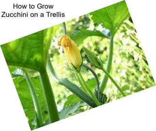 How to Grow Zucchini on a Trellis