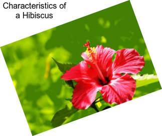 Characteristics of a Hibiscus