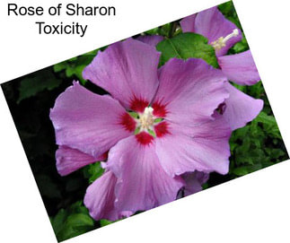 Rose of Sharon Toxicity
