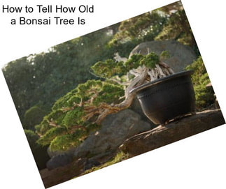 How to Tell How Old a Bonsai Tree Is