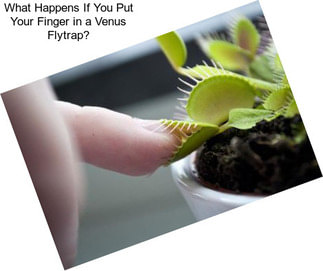 What Happens If You Put Your Finger in a Venus Flytrap?