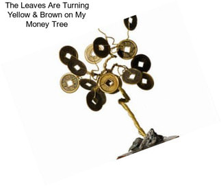 The Leaves Are Turning Yellow & Brown on My Money Tree