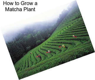 How to Grow a Matcha Plant