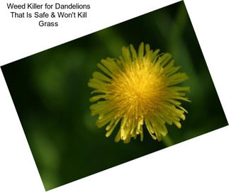 Weed Killer for Dandelions That Is Safe & Won\'t Kill Grass