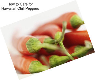 How to Care for Hawaiian Chili Peppers