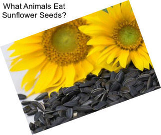 What Animals Eat Sunflower Seeds?