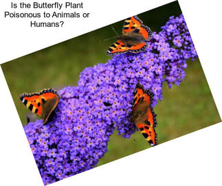 Is the Butterfly Plant Poisonous to Animals or Humans?