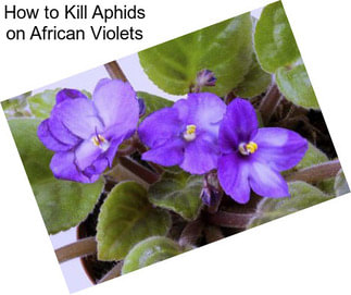 How to Kill Aphids on African Violets