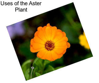 Uses of the Aster Plant