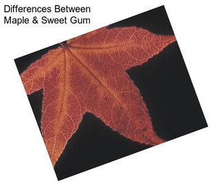 Differences Between Maple & Sweet Gum