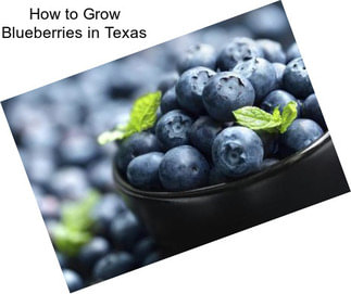 How to Grow Blueberries in Texas