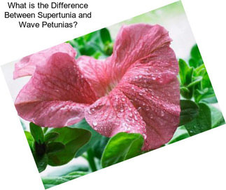 What is the Difference Between Supertunia and Wave Petunias?