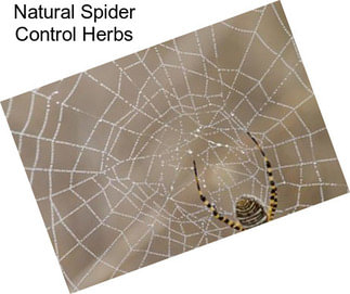 Natural Spider Control Herbs