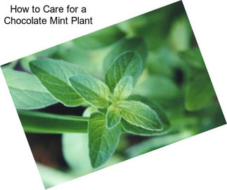 How to Care for a Chocolate Mint Plant