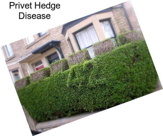 Privet Hedge Disease