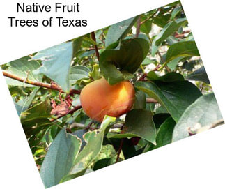 Native Fruit Trees of Texas