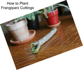 How to Plant Frangipani Cuttings