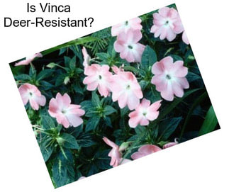 Is Vinca Deer-Resistant?