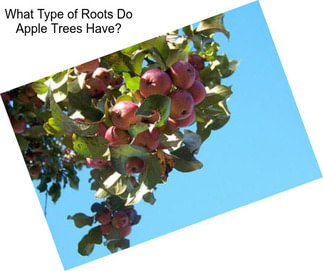What Type of Roots Do Apple Trees Have?