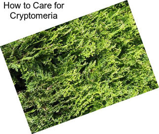 How to Care for Cryptomeria