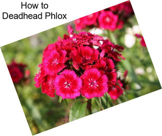 How to Deadhead Phlox