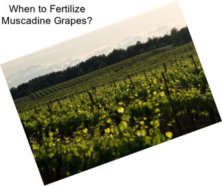 When to Fertilize Muscadine Grapes?