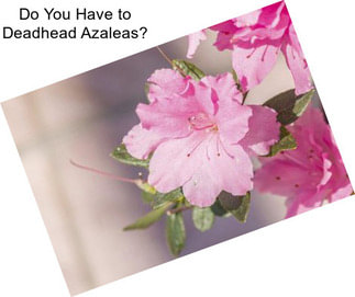 Do You Have to Deadhead Azaleas?