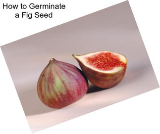 How to Germinate a Fig Seed