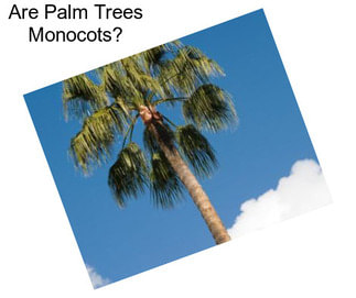 Are Palm Trees Monocots?