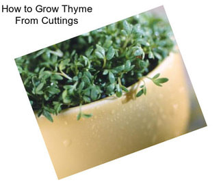 How to Grow Thyme From Cuttings