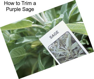 How to Trim a Purple Sage