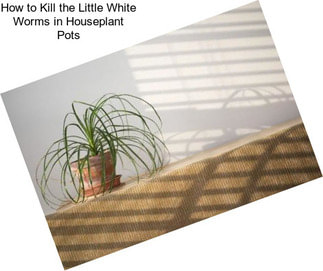 How to Kill the Little White Worms in Houseplant Pots