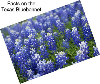Facts on the Texas Bluebonnet