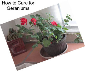 How to Care for Geraniums